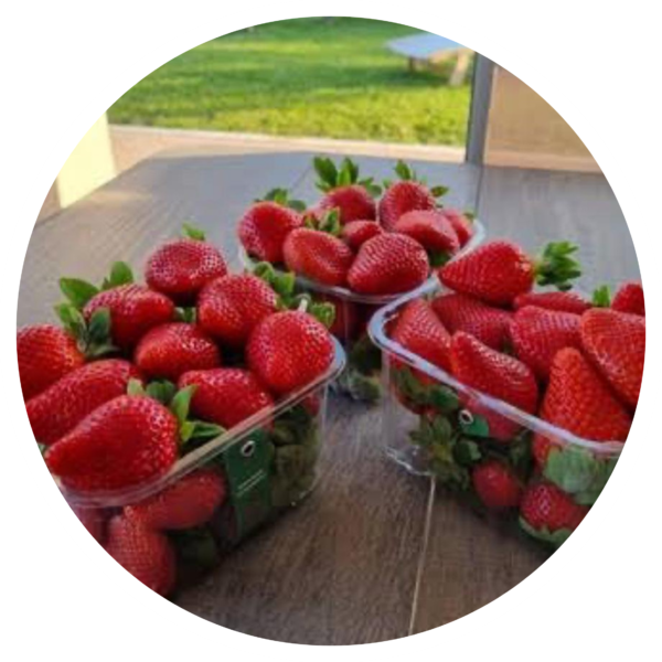 Fortuna Strawberry - Image 2
