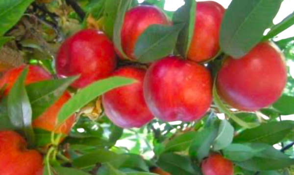 CALIFORNIA PEACH