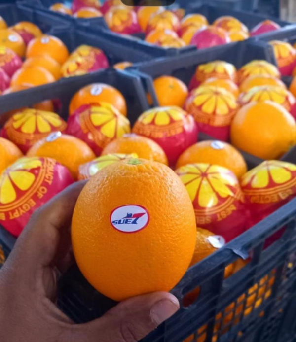 Valencia Orange