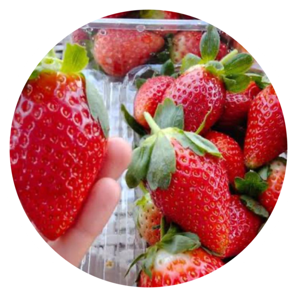 Fortuna Strawberry