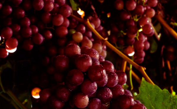 Flame Seedless Grapes - Image 2