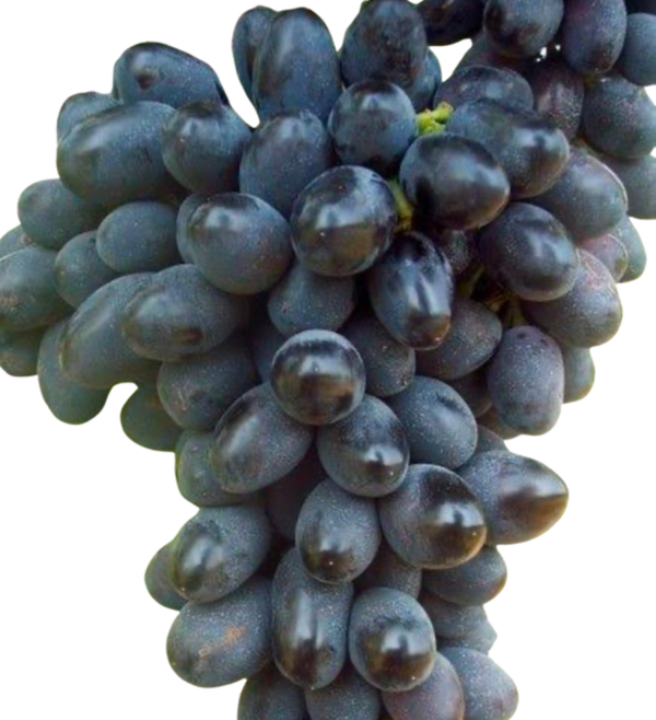 Black Magic Grapes