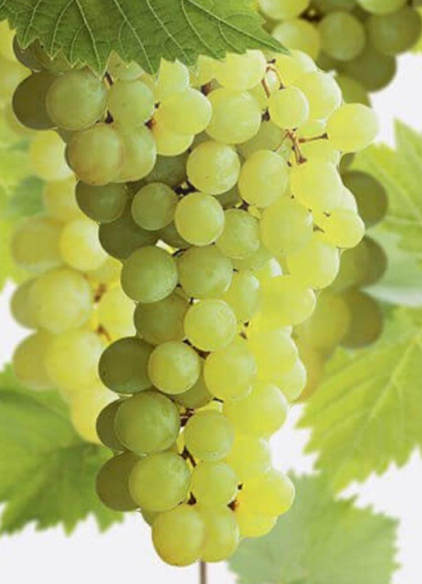 Superior Grapes - Image 2