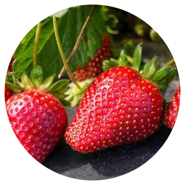 Festival Strawberry