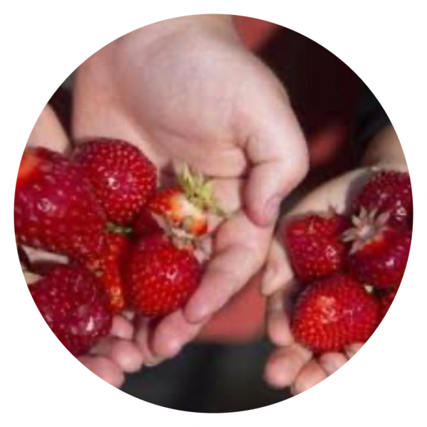 Festival Strawberry - Image 2