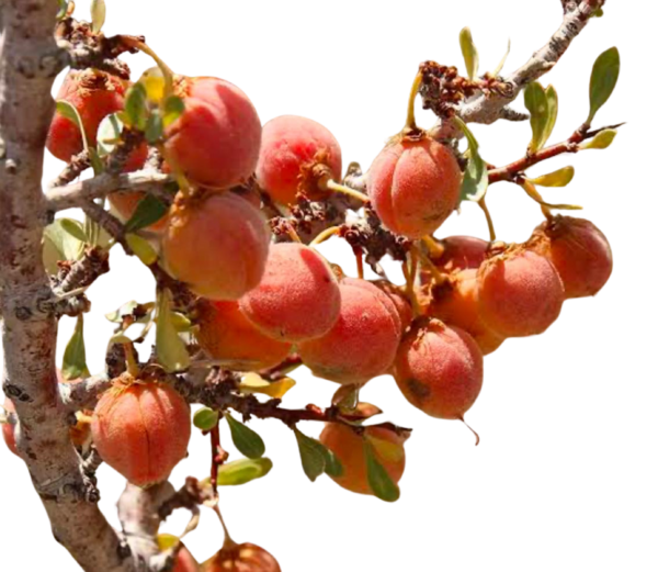 DESERT PEACH - Image 2