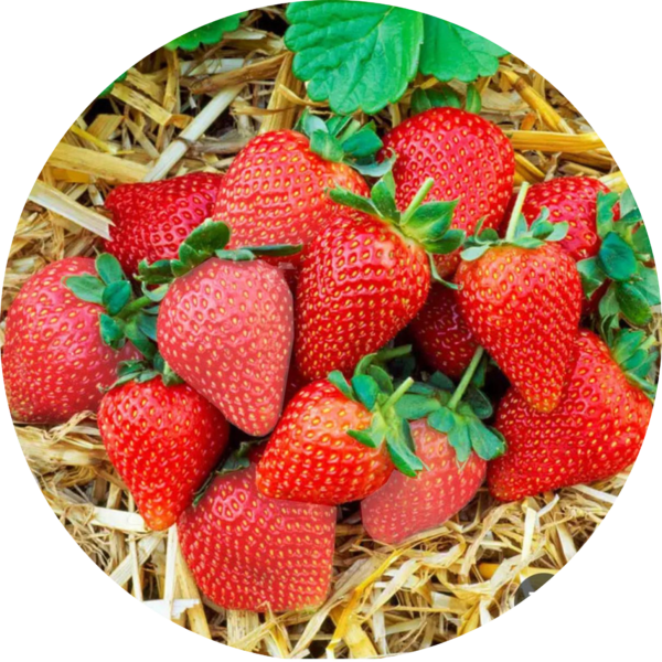 Sensation Strawberry