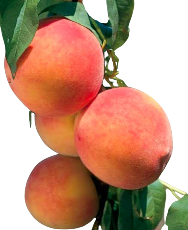 DESERT PEACH