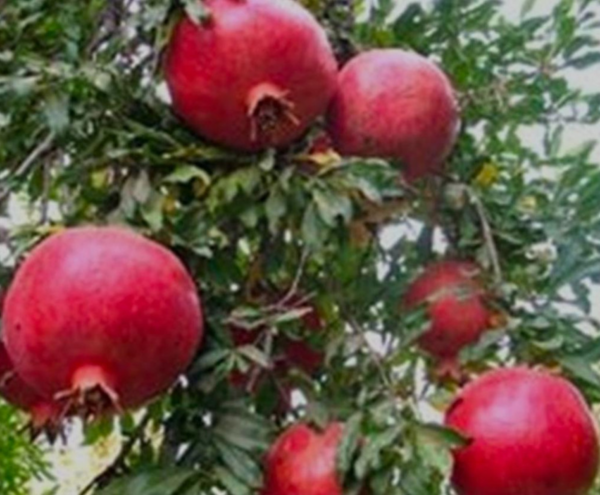 Iranian Pomegranate